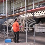 2008 Finnwalskelett im Foyer Ozeaneum HST (Probehängung)