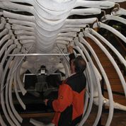 2011 Neuaufhängung Finnwal Meeresmuseum HST -2